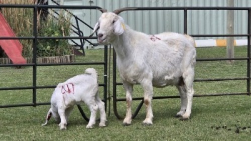 1+1 X Savanna Goat DOE
