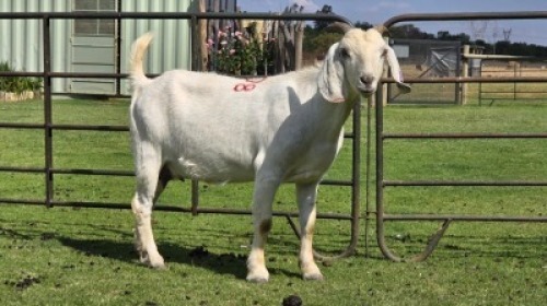 1 X Savanna Goat DOE