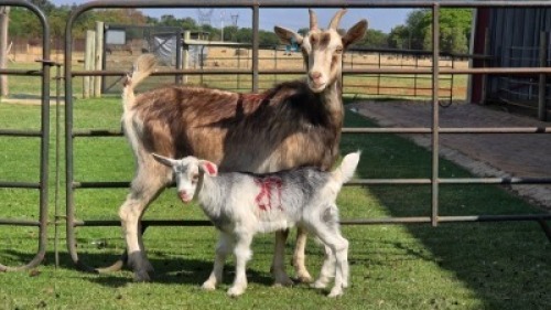 1+1 X Toggenburg Cross DOE