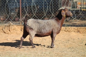 1 X KALAHARI RED GOAT EWE STRAM HOLDINGS - KALAHARI RED 