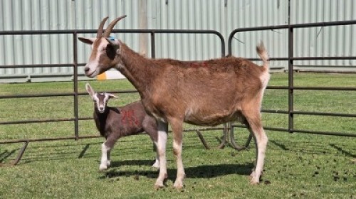 1+1 X Toggenburg Cross DOE