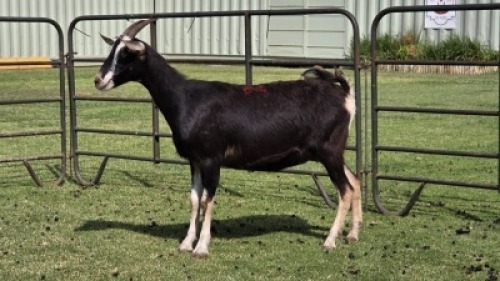 1 X British Alpine DOE