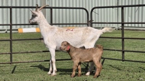 1+1 X Saanen Goat DOE