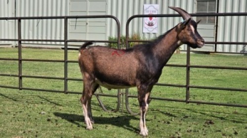 1 X BDE BUCK