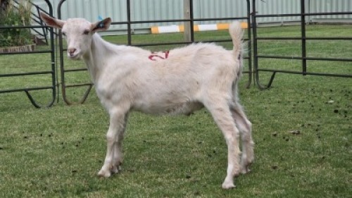 1 X Saanen Goat BUCK