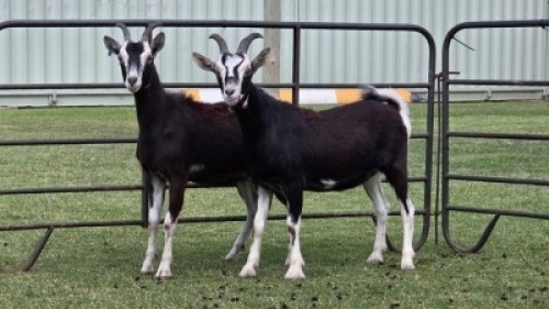 2 X British Alpine DOE (Per animal to take the lot)