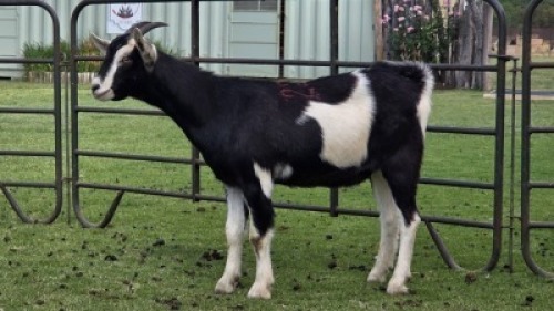 1 X Alpine Cross DOE