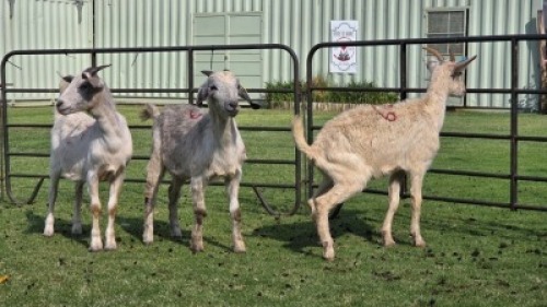 3 X Cross DOE (Per animal to take the lot)