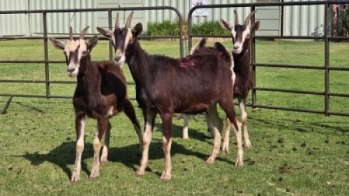3 X British Alpine DOE (Per animal to take the lot)