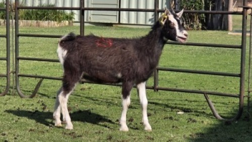 1 X British Alpine DOE