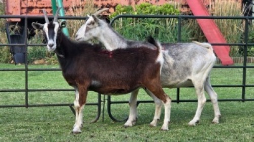 2 X Cross DOE (Per animal to take the lot)