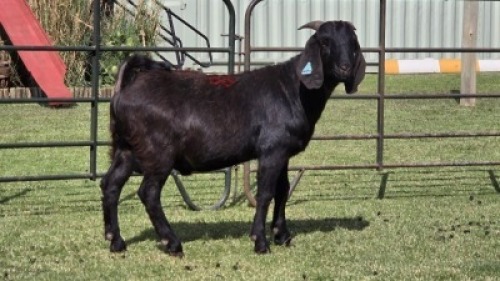 1 X Blackberry Goat BUCK