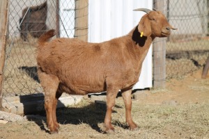 1 X KALAHARI RED GOAT EWE STRAM HOLDINGS - KALAHARI RED 