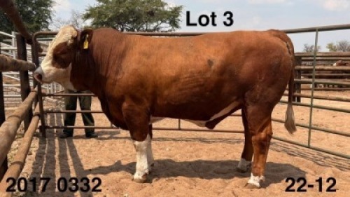 1 X Simmentaler Bull Triple S Stud
