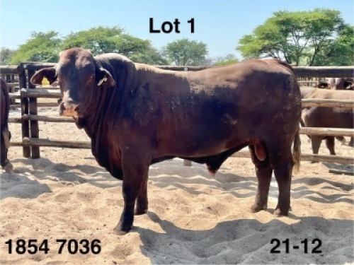 1 X Santa Getrudis Bull Triple S Stud
