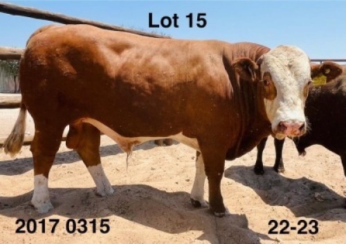 1 X Simmentaler Bull Triple S Stud