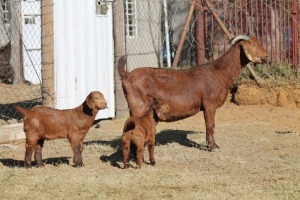 1 + 2 X KALAHARI RED GOAT EWE STRAM HOLDINGS - KALAHARI RED