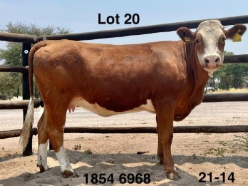 1 X Simmentaler Heifer Triple S Stud