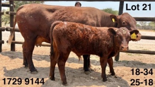 1+1 X Sussex Cow & Calf Triple S Stud