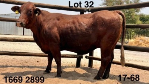 1 X Santa Gertrudis Cow Triple S Stud