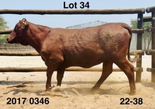 1 X Santa Gertrudis Heifer Triple S Stud