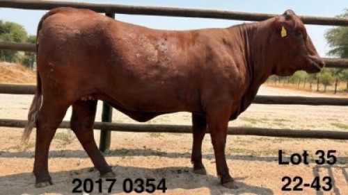 1 X Santa Gertrudis Heifer Triple S Stud