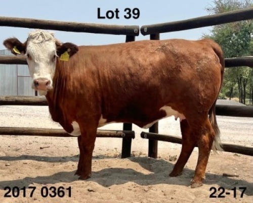 1 X Simmentaler Heifer Triple S Stud