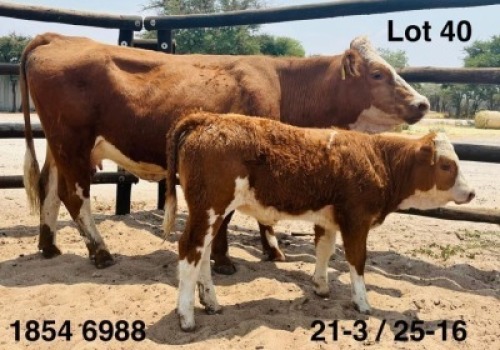 1+1 X Simmentaler Cow & Calf Triple S Stud