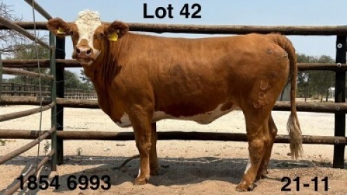 1 X Simmentaler Heifer Triple S Stud