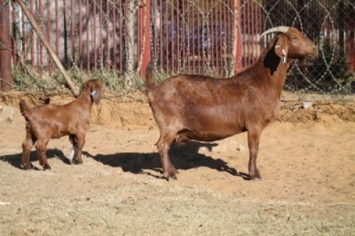 1 + 1 X KALAHARI RED GOAT EWE STRAM HOLDINGS - KALAHARI RED