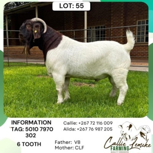 1 X Boer Goat Buck Callie Lemcke Farming