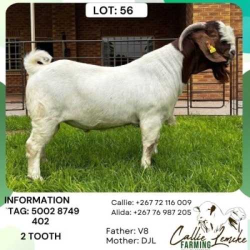 1 X Boer Goat Buck Callie Lemcke Farming