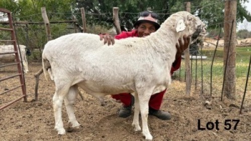 1 X Van Rooy Ram Triple S Stud