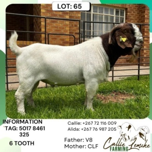 1 X Boer Goat Buck Callie Lemcke Farming