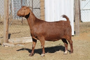 1 X KALAHARI RED GOAT EWE STRAM HOLDINGS - KALAHARI RED 