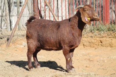 1 X KALAHARI RED GOAT EWE STRAM HOLDINGS - KALAHARI RED