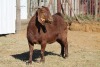 1 X KALAHARI RED GOAT EWE STRAM HOLDINGS - KALAHARI RED - 2