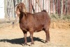 1 X KALAHARI RED GOAT EWE STRAM HOLDINGS - KALAHARI RED - 3