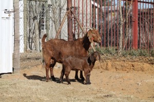 1 + 1 X KALAHARI RED GOAT EWE STRAM HOLDINGS - KALAHARI RED