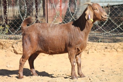 1 X KALAHARI RED GOAT EWE STRAM HOLDINGS - KALAHARI RED