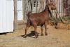 1 X KALAHARI RED GOAT EWE STRAM HOLDINGS - KALAHARI RED - 2