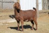 1 X KALAHARI RED GOAT EWE STRAM HOLDINGS - KALAHARI RED - 3