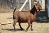 1 X KALAHARI RED GOAT EWE STRAM HOLDINGS - KALAHARI RED