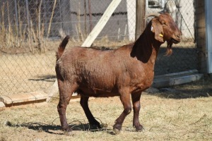 1 X KALAHARI RED GOAT EWE STRAM HOLDINGS - KALAHARI RED 