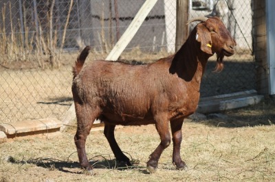 1 X KALAHARI RED GOAT EWE STRAM HOLDINGS - KALAHARI RED