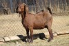 1 X KALAHARI RED GOAT EWE STRAM HOLDINGS - KALAHARI RED - 2