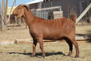 1 X KALAHARI RED GOAT EWE STRAM HOLDINGS - KALAHARI RED