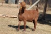 1 X KALAHARI RED GOAT EWE STRAM HOLDINGS - KALAHARI RED - 2