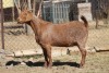 1 X KALAHARI RED GOAT EWE STRAM HOLDINGS - KALAHARI RED