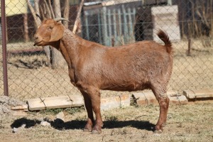 1 X KALAHARI RED GOAT EWE STRAM HOLDINGS - KALAHARI RED 